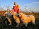 Собаки, щенки Южнорусская овчарка, цена 8000 Грн., Фото
