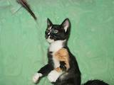 Кішки, кошенята Європейська короткошерста, ціна 10 Грн., Фото