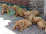 Собаки, щенки Бордосский дог, цена 3000 Грн., Фото