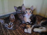 Кошки, котята Манчкин, цена 15 Грн., Фото