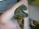Собаки, щенки Гладкошерстная миниатюрная такса, цена 1000 Грн., Фото