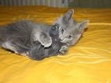 Кошки, котята Русская голубая, цена 500 Грн., Фото