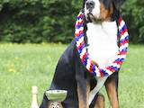 Собаки, щенята Великий Швейцарський зенненхунд, ціна 12000 Грн., Фото