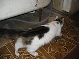Кішки, кошенята Сибірська, ціна 1 Грн., Фото