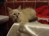Кошки, котята Невская маскарадная, цена 2400 Грн., Фото