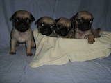 Собаки, щенки Мопс, цена 2500 Грн., Фото