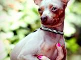 Собаки, щенки Русский гладкошерстный тойтерьер, цена 1600 Грн., Фото