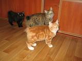 Кошки, котята Курильский бобтейл, цена 1200 Грн., Фото