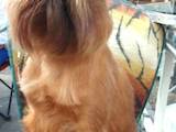 Собаки, щенята Брабантський гріффон, ціна 7000 Грн., Фото