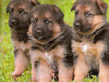 Собаки, щенята Німецька вівчарка, ціна 800 Грн., Фото