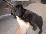 Собаки, щенки Черный терьер, цена 2000 Грн., Фото
