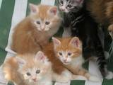 Кошки, котята Курильский бобтейл, цена 2900 Грн., Фото