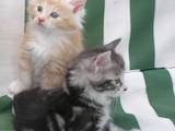 Кошки, котята Курильский бобтейл, цена 2900 Грн., Фото