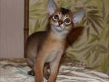 Кошки, котята Абиссинская, цена 6500 Грн., Фото