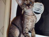 Кішки, кошенята Корніш-рекс, ціна 3500 Грн., Фото