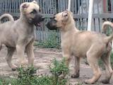 Собаки, щенки Турецкий кангал, цена 4000 Грн., Фото