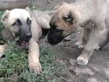 Собаки, щенки Турецкий кангал, цена 4000 Грн., Фото