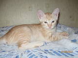 Кошки, котята Бомбейская, цена 5 Грн., Фото