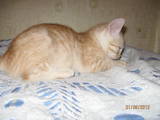 Кішки, кошенята Бомбейська, ціна 5 Грн., Фото