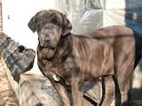 Собаки, щенята Мастіно неаполетано, ціна 3500 Грн., Фото