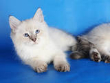 Кошки, котята Невская маскарадная, цена 2800 Грн., Фото