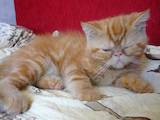 Кошки, котята Экзотическая короткошерстная, цена 1200 Грн., Фото