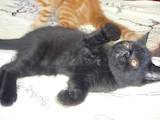 Кішки, кошенята Екзотична короткошерста, ціна 1200 Грн., Фото