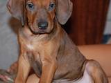 Собаки, щенки Родезийский риджбек, цена 4500 Грн., Фото