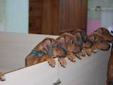 Собаки, щенята Родезійського ріджбек, ціна 4500 Грн., Фото