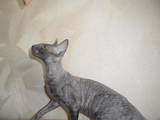 Кошки, котята Корниш-рекс, цена 2500 Грн., Фото