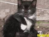 Кошки, котята Сибирская, цена 0.10 Грн., Фото