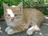 Кішки, кошенята Сибірська, ціна 0.10 Грн., Фото