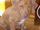 Собаки, щенки Родезийский риджбек, цена 6000 Грн., Фото