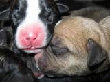Собаки, щенки Стаффордширский бультерьер, цена 1500 Грн., Фото