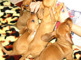 Собаки, щенки Гладкошерстная такса, цена 350 Грн., Фото