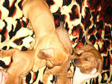 Собаки, щенята Гладкошерста такса, ціна 350 Грн., Фото