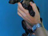 Собаки, щенки Левретка, цена 5000 Грн., Фото