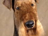 Собаки, щенята Ердельтер'єр, ціна 4000 Грн., Фото