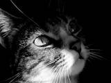 Кошки, котята Русская голубая, цена 1 Грн., Фото