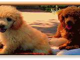 Собаки, щенки Карликовый пудель, цена 800 Грн., Фото