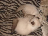 Кішки, кошенята Тайська, ціна 200 Грн., Фото