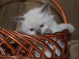 Кошки, котята Невская маскарадная, цена 800 Грн., Фото