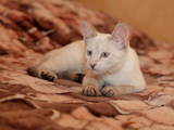 Кошки, котята Бурма, цена 590 Грн., Фото