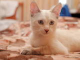 Кошки, котята Бурма, цена 590 Грн., Фото