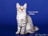 Кошки, котята Курильский бобтейл, цена 1600 Грн., Фото
