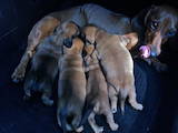 Собаки, щенки Гладкошерстная кроличья такса, цена 500 Грн., Фото