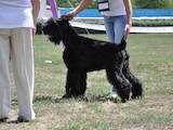 Собаки, щенята Чорний тер'єр, ціна 5000 Грн., Фото