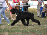 Собаки, щенки Черный терьер, цена 5000 Грн., Фото