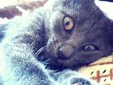 Кошки, котята Русская голубая, цена 0.50 Грн., Фото
