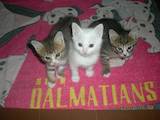 Кішки, кошенята Турецька Ангора, ціна 0.10 Грн., Фото